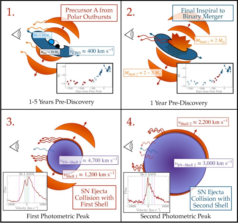 This image explains how the binary system associated with SN2023zkd evolved. First, between 1 to 5 years pre-discovery, two polar pre-merger outbursts that each eject ∼2 solar masses from the system created the detected photometric variability. During the final year pre-discovery, runaway accretion leads to a tightening of the binary, emitting the early photometric rise. This is because of either increased accretion onto the black hole or an outburst from the star. Next is the first photometric peak, when the primary star merges with the black hole and explodes. The ejecta smashes into the first He-rich polar shell creating the first peak. Lastly, interactions with the second polar shell create the second light curve peak, before the SN interaction shell reaches the edge of the outer polar material and quickly dims. Image Credit: Gagliardi et al. 2025. ApJ
