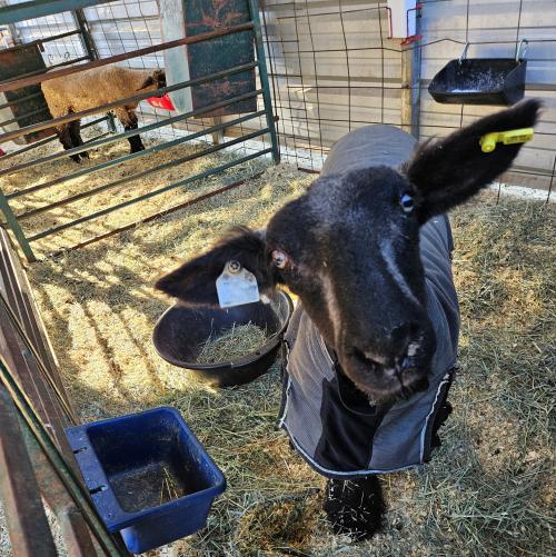 Show sheep recovers from rumen acidosis