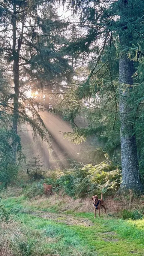 Ailsa McMillan Tan coloured dog in a forest with beams of sunlight peaking through the tall trees 