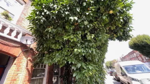 BBC The grapefruit tree on Queenstown Road in Battersea