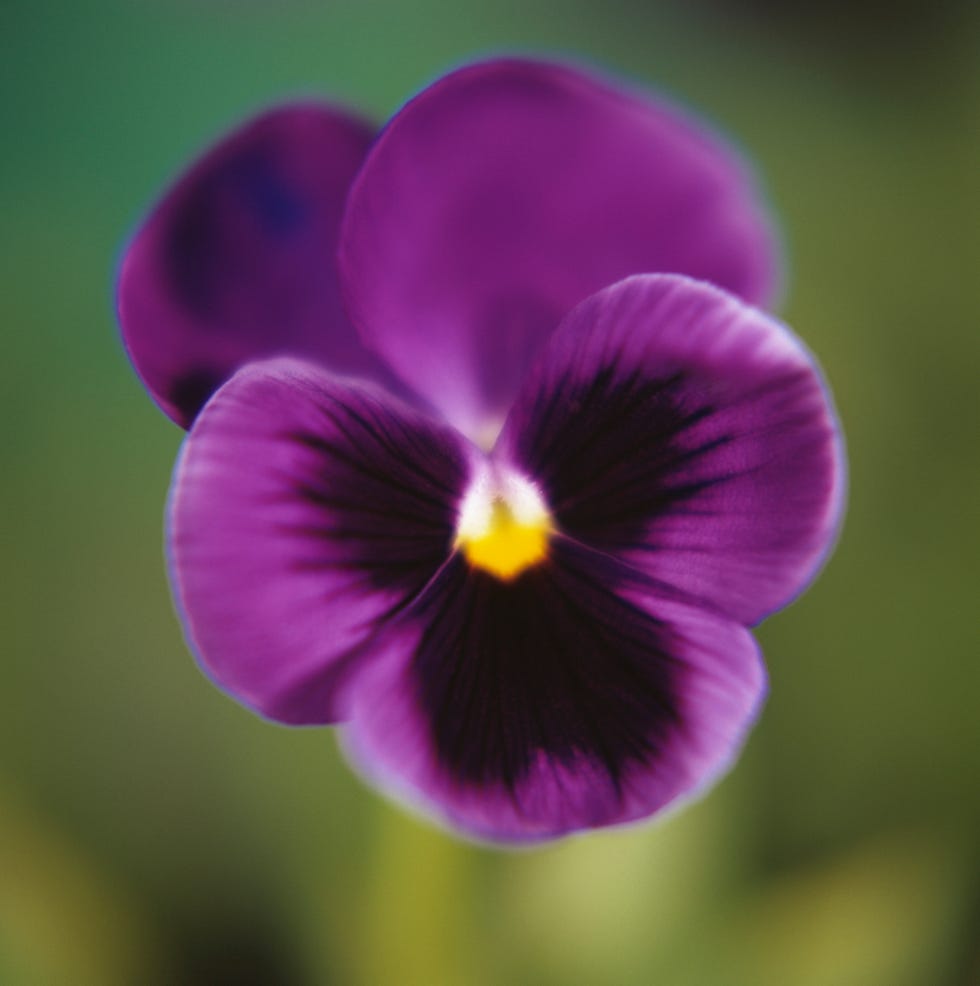 Pansy. Pansy.