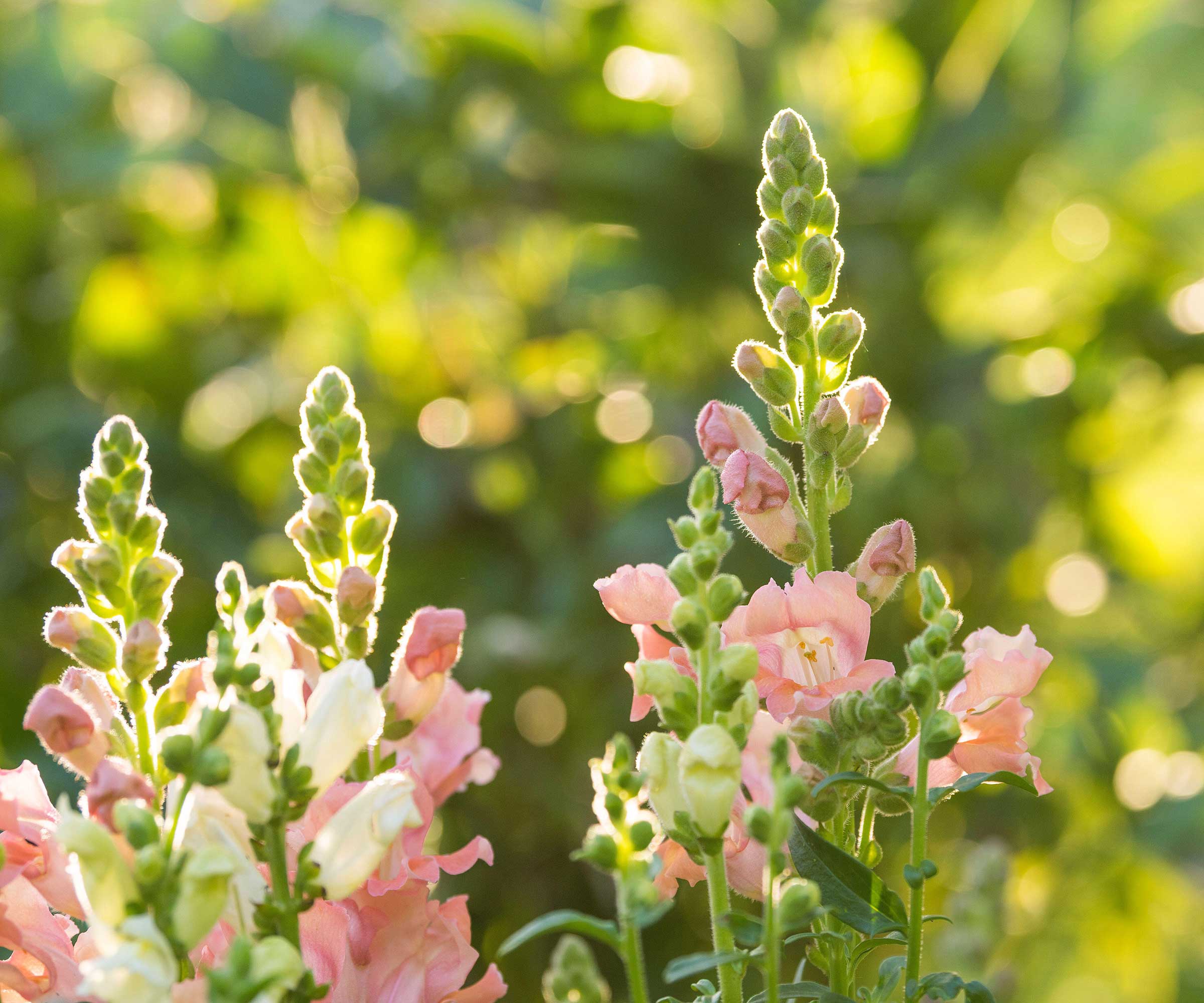 pink snapdragons