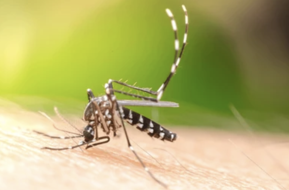 City reports second local case of chikungunya