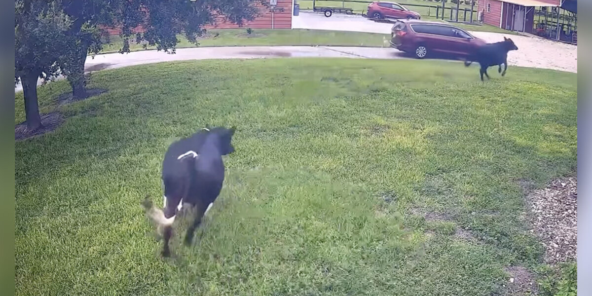 Watch Cows Transform Into Giant Puppies When They See Their Mom Get Home