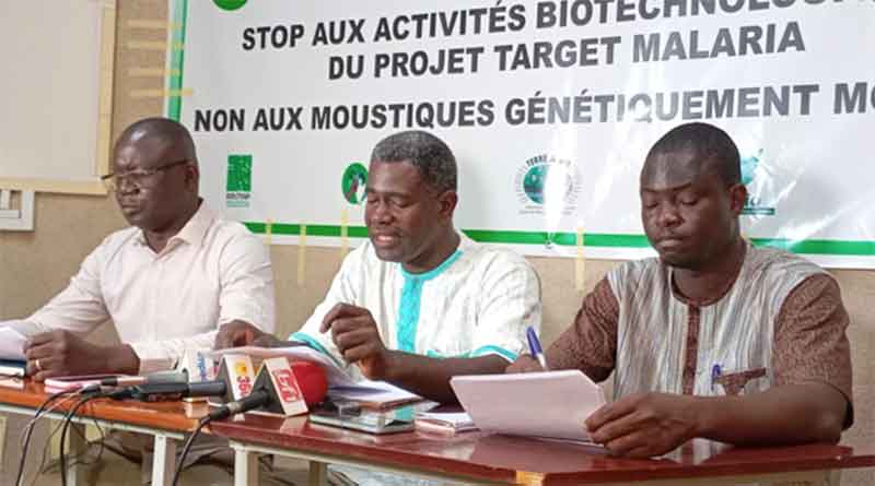 Releasing GM Mosquitoes in Burkina Faso is Dangerous