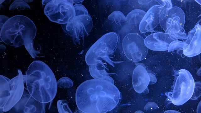 Jellyfish Could be Ideal Models for Deep-Sea Robots
