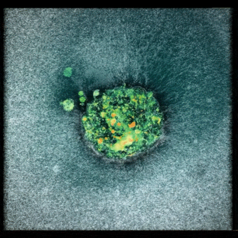 A short gif of a human embryo showing the embryo invading the platform