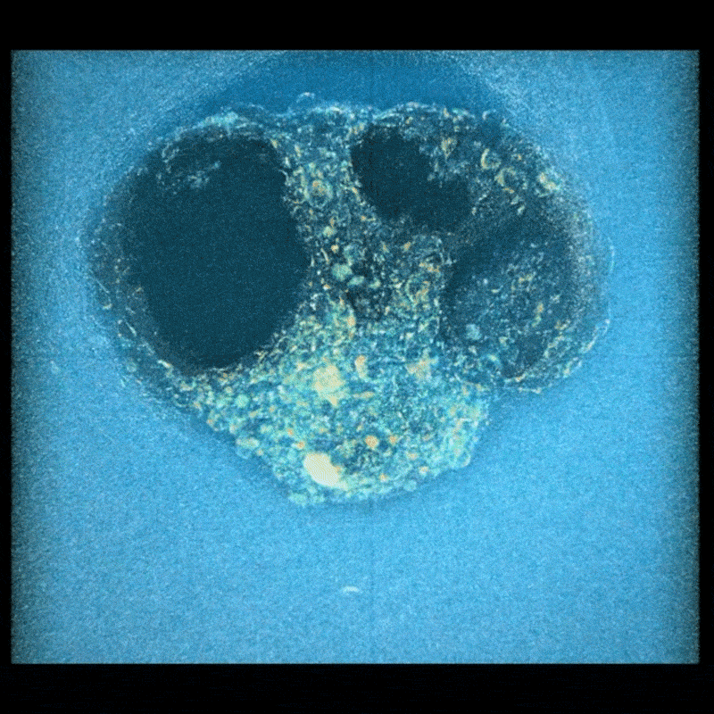 A short gif of a human embryo showing the process of cell compaction