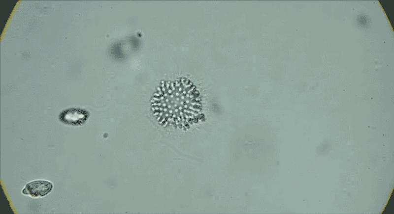 A microscope video of two circular clusters of cells that move into frame then appear to turn inside out and back again