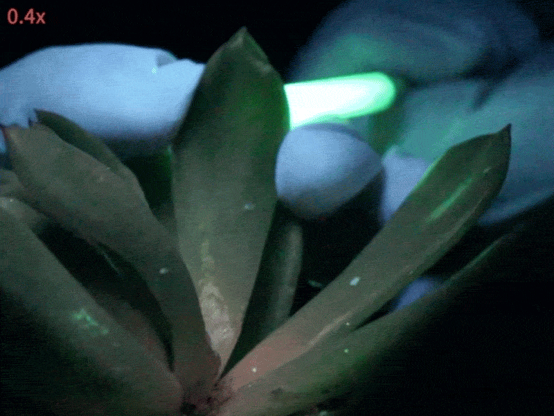 Video of succulents being infused with afterglow phosphor particles that absorb and slowly release light.