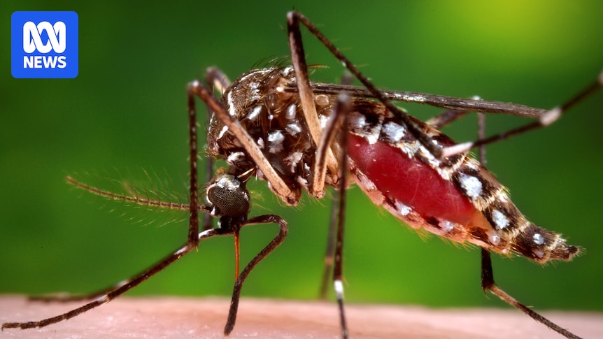 Pacific Islands race to contain ‘largest dengue fever outbreak in a decade’, as disease kills 18 people
