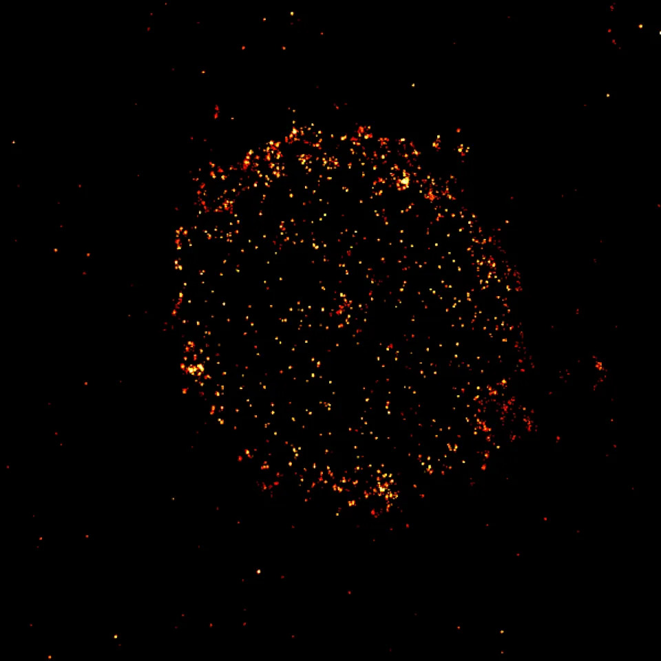 A new microscopy technique can light up the protein CD-19 on the surface of cancer cells which can help determine which patients could benefit from CD-19-targeting therapies. - Markus Sauer
