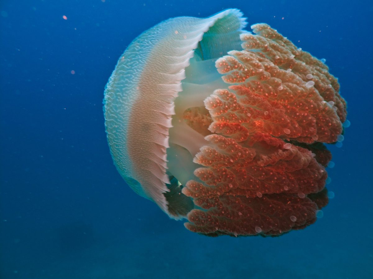 10 deadliest jellyfish on the planet, including one that can kill a human in minutes and another lethal creature that gives victims a sense of ‘impending doom’