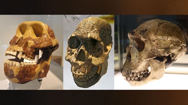 Human Diet Evolved Before Teeth Could Adapt