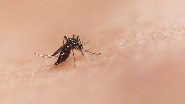 Nitisinone Mosquito Control Targets Blood Digestion Pathway