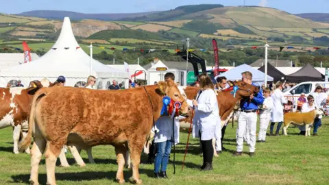 ROYAL MANX AGRICULTURAL SHOW Livestock in the main show ring at the Royal Show. The handlers are wearing white trousers and coats, and there are marquees in the background.