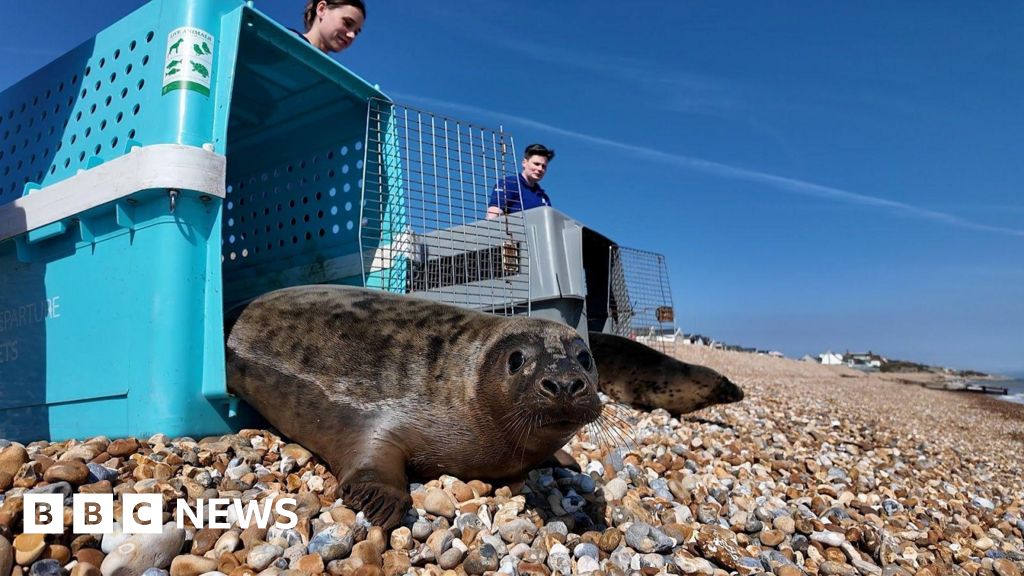 Seal pups released at Hastings after weeks of life-saving care