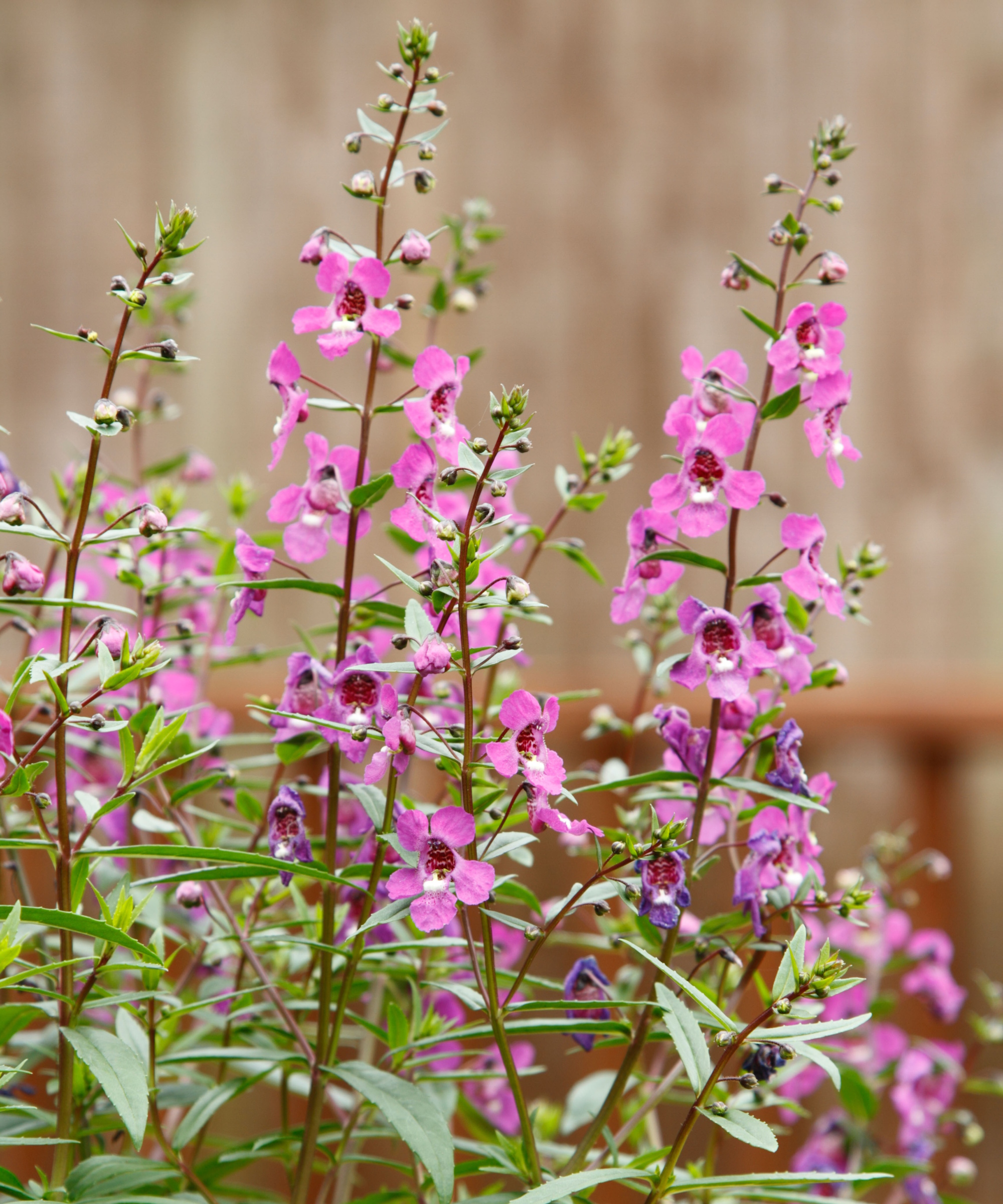 Angelonia