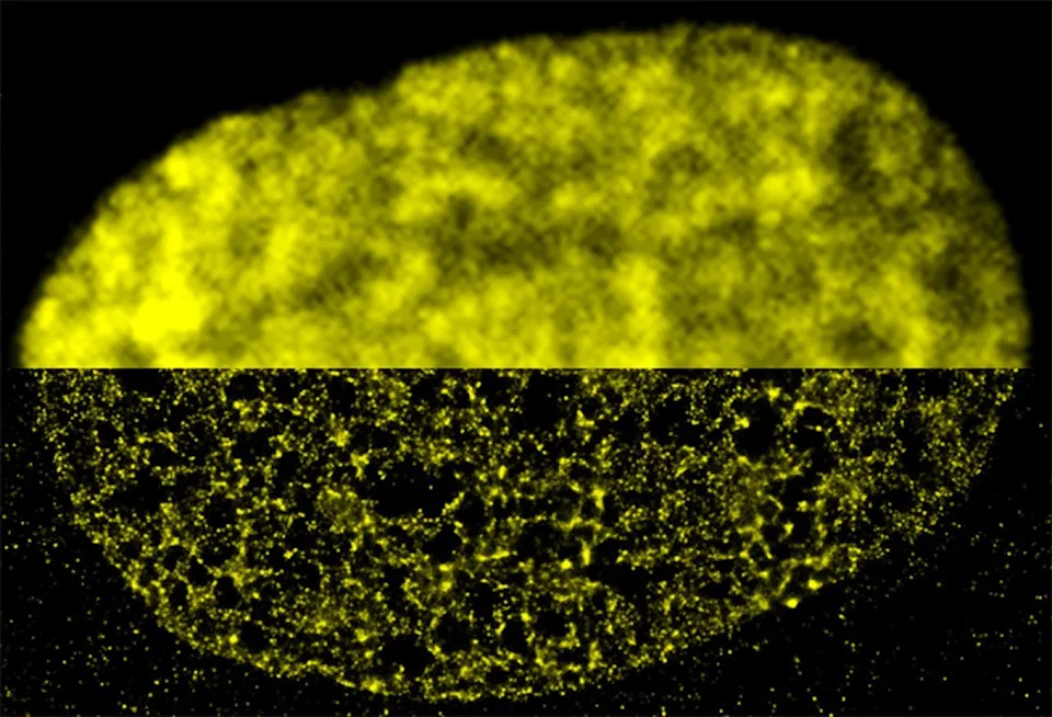 A composite of two images shows technological advances: the top half was imaged with conventional wide-field fluorescence microscopy; the bottom half was imaged with super-resolution microscopy.  Within a fibroblast cell nucleus, the DNA-binding histone protein called H2B is fluorescently labeled in yellow.  - M.A. Ricci et al // CELL 2015