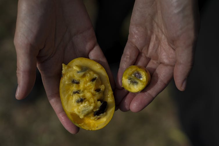 Close up of a person holding a large bi-sected pawpaw next to a much smaller one