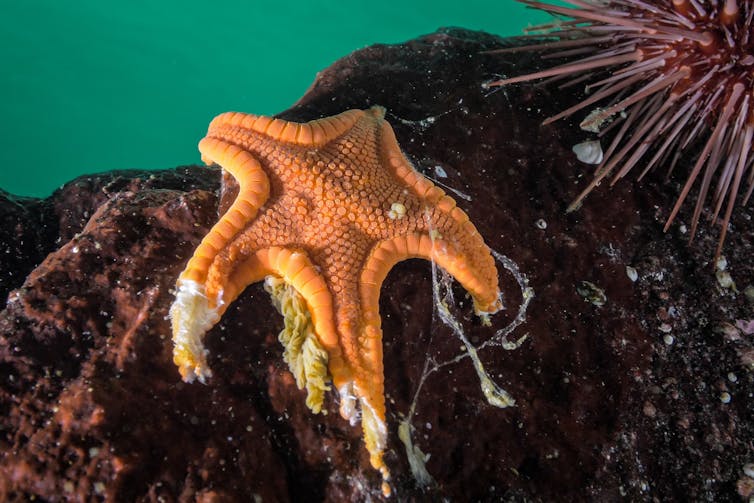 a five armed starfish on a rock underwater, some of its arms are disintegrating.