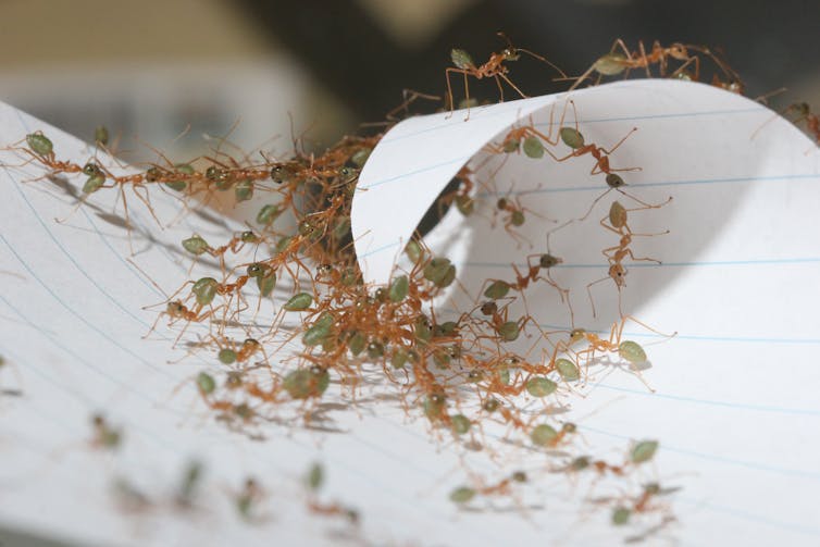 A group of ants curving a triangular piece of paper with pulling chains clearly visible.