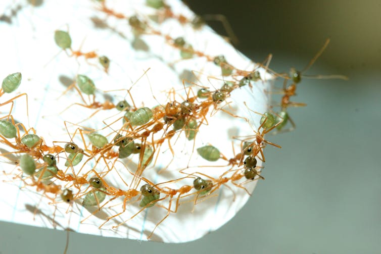 Ants with amber legs and green abdomens forming clearly visible chains on a paper leaf.