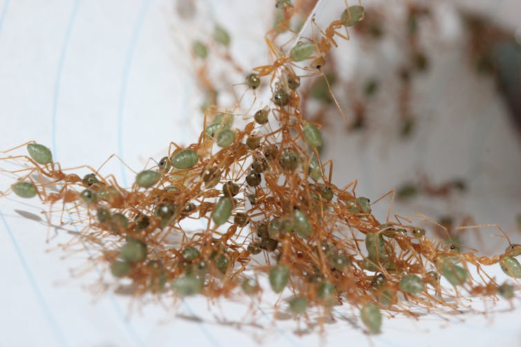 A team of ants working together to pull on a piece of paper.
