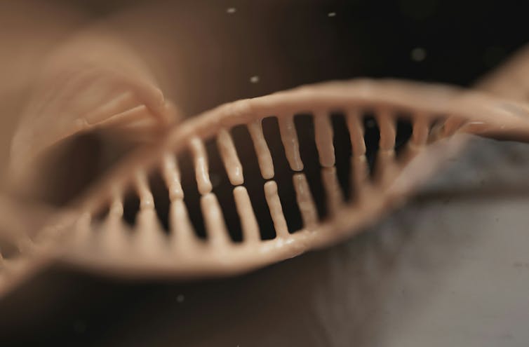a strand of a DNA helix