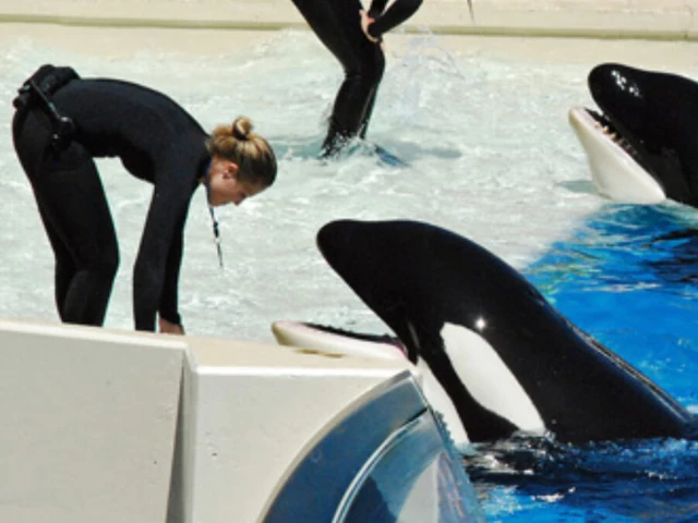 Was Jessica Radcliff killed by an orca? The real story behind the viral footage