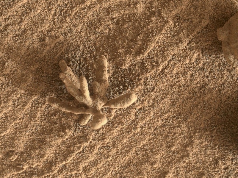 Alien life: Small flower-like piece of rock with several long, radial finger-like protrusions.