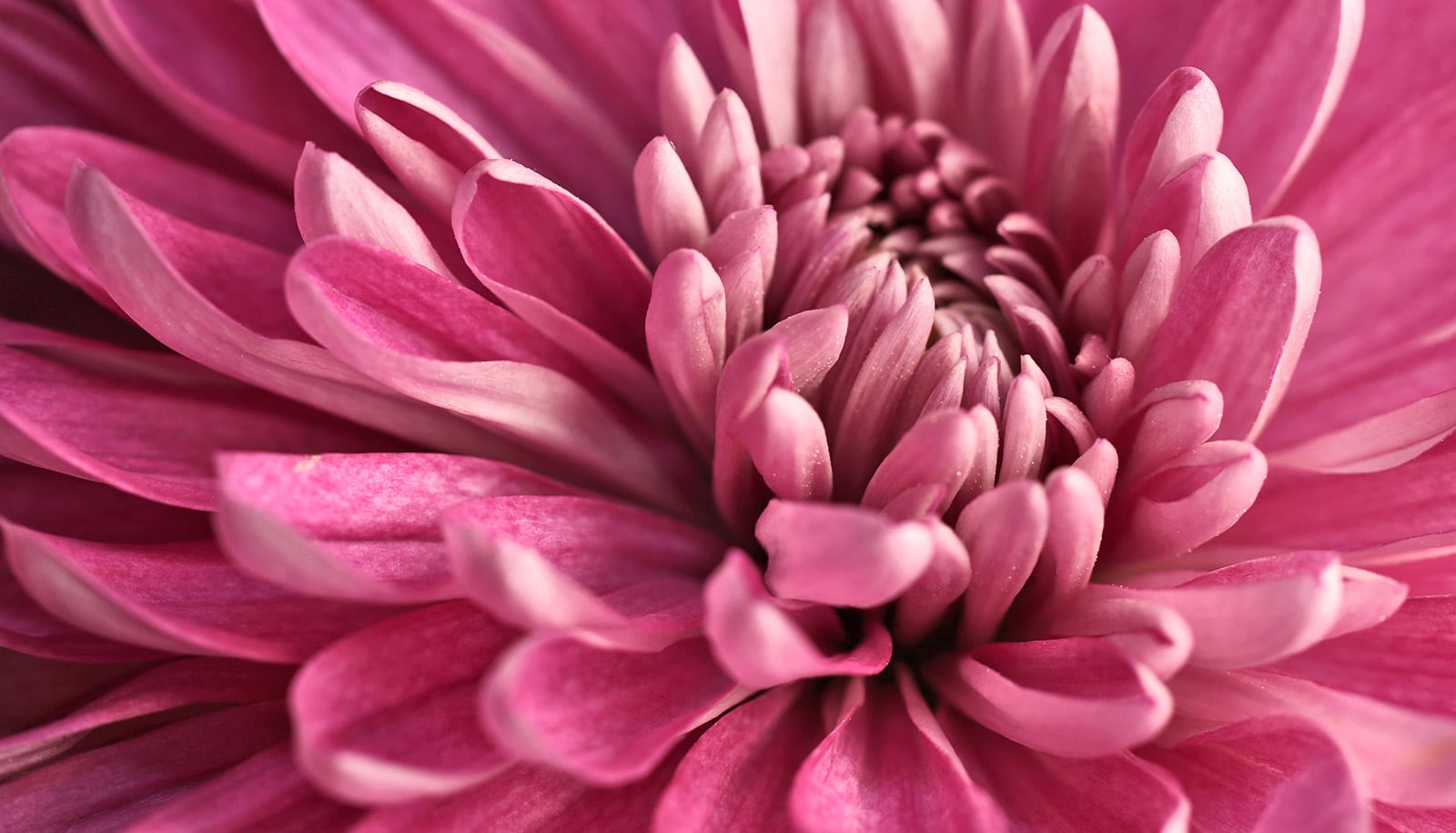 ‘Nanoflowers’ can heal brain cells and protect against diseases