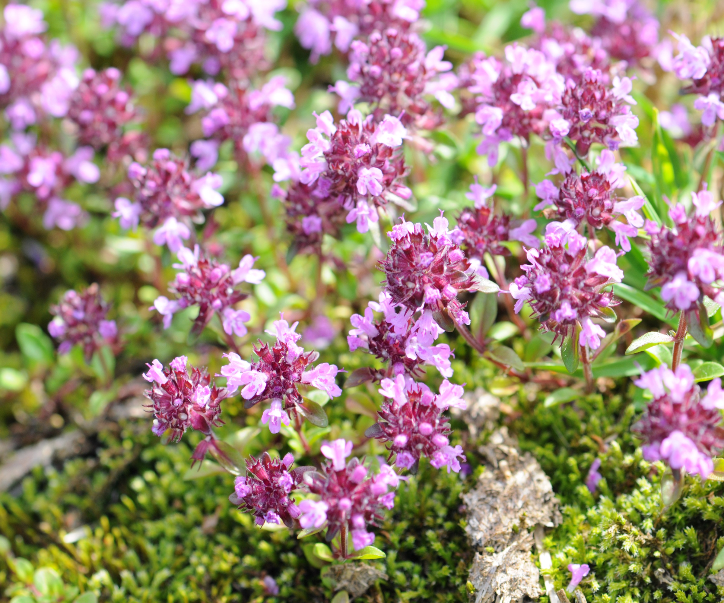 Creeping Thyme, Thymus serpyllum