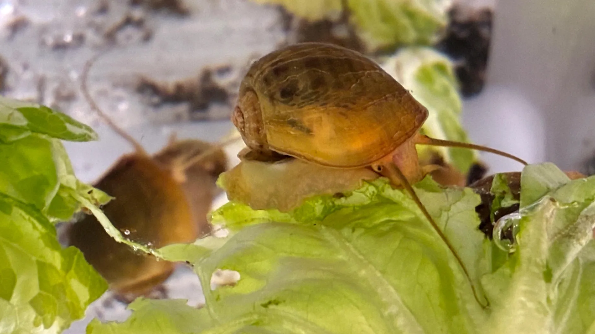 Can humans regrow eyes? These snails already do