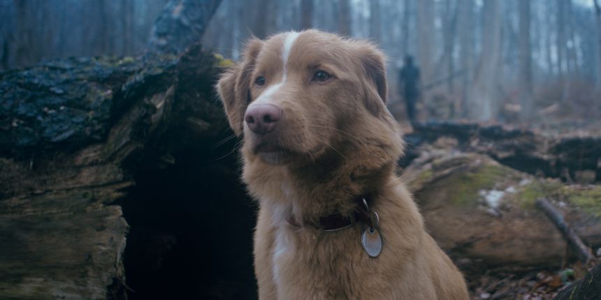 Still from “Good Boy.”