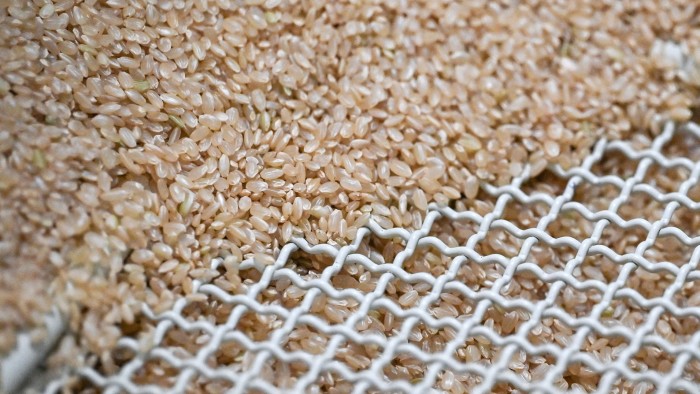 Rice prices plunge to 8-year low after record harvests