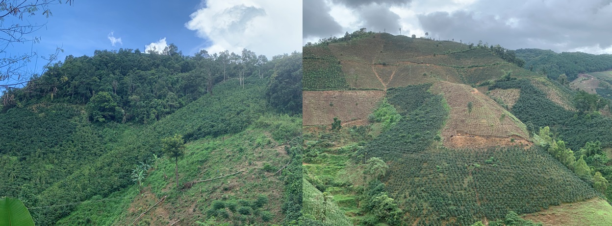 Coffee plantation replaced by corn or cassava on a steep slope, squeezing the forest