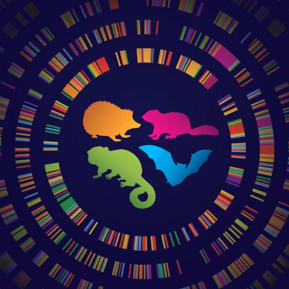 Superpowers of Hibernating Animals Could Lie Hidden in Human DNA