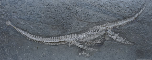 Skeleton of Plesionectes longicollum. Scale bar - 30 cm. Image credit: S. Sachs & D. Madzia, doi: 10.7717/peerj.19665.