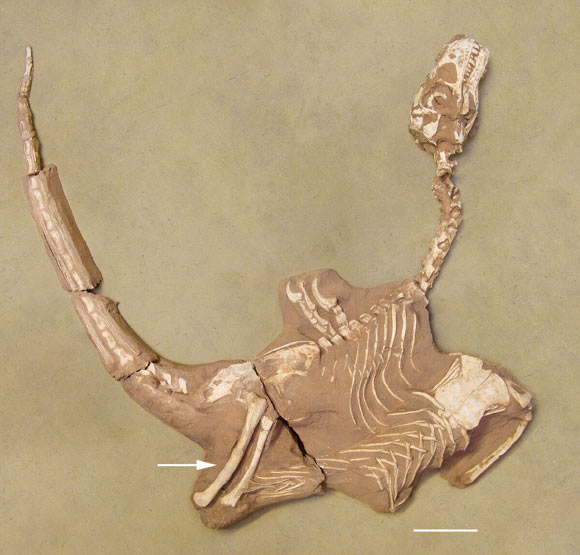 Holotype of Shri rapax in 2010, before preparation at the Royal Belgian Institute of Natural Sciences; the arrow indicates the single femur reconstructed using elements from both femora (elements separated during preparation). Image credit: Moutrille et al., doi: 10.1080/08912963.2025.2530148.