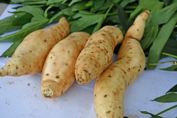 Scientists Decode Genome of Sweetpotato