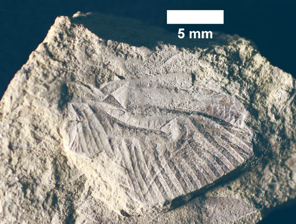 The fossilized wing of Cordualadensa acorni. Image credit: Mueller et al., doi: 10.1139/cjes-2024-0162.