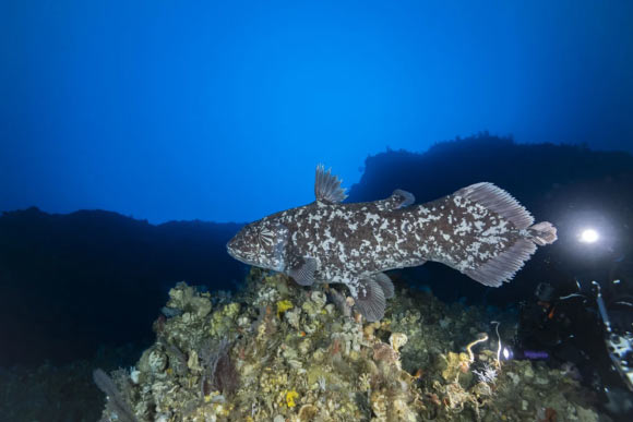 Left profile of the Indonesian coelacanth (Latimeria menadoensis), with its unique pattern of white dots. Image credit: Alexis Chappuis.