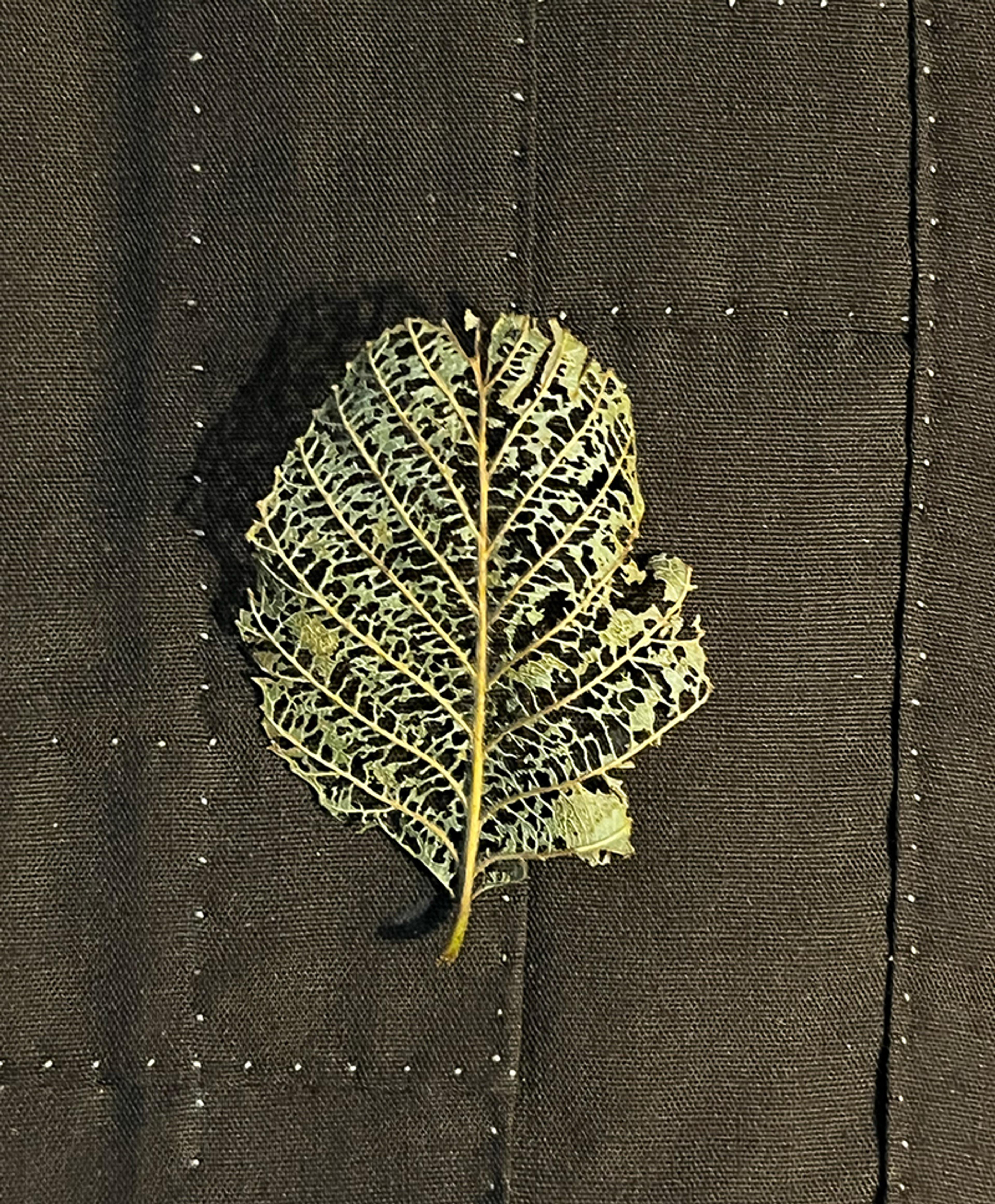 Photo of a decaying leaf with prominent veins on a textured dark fabric background.