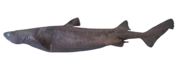 Kitefin Shark (Photo: Wikimedia commons)