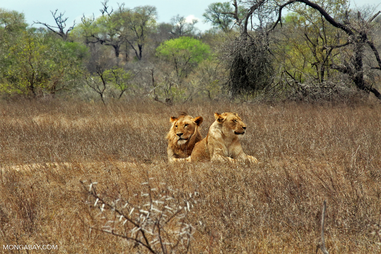 A pair of lions in Kruger National Park, South Africa. 