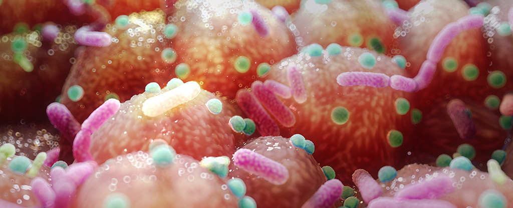 Parkinson’s Link to Gut Bacteria Hints at an Unexpected, Simple Treatment : ScienceAlert