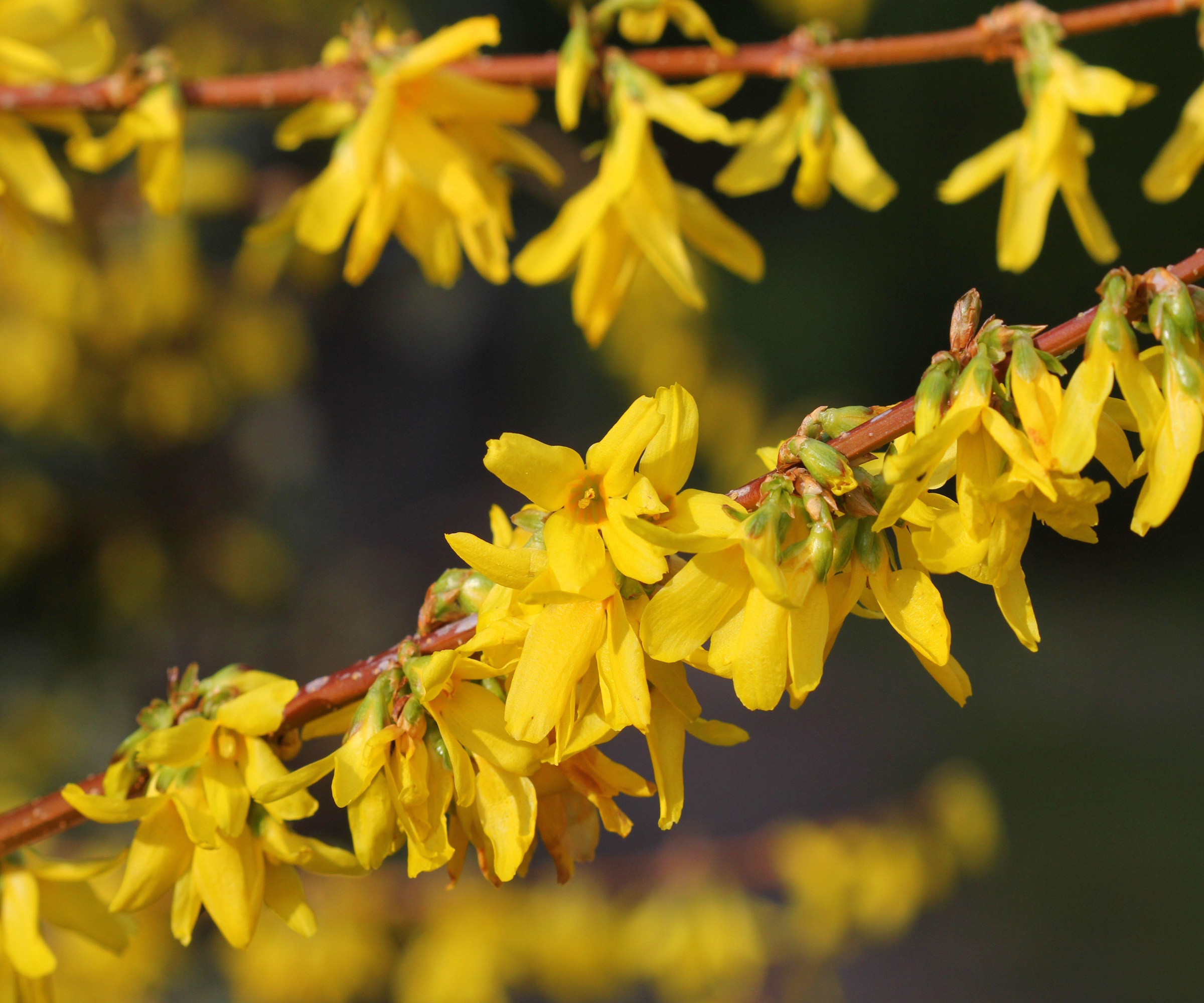 forsythia hedge