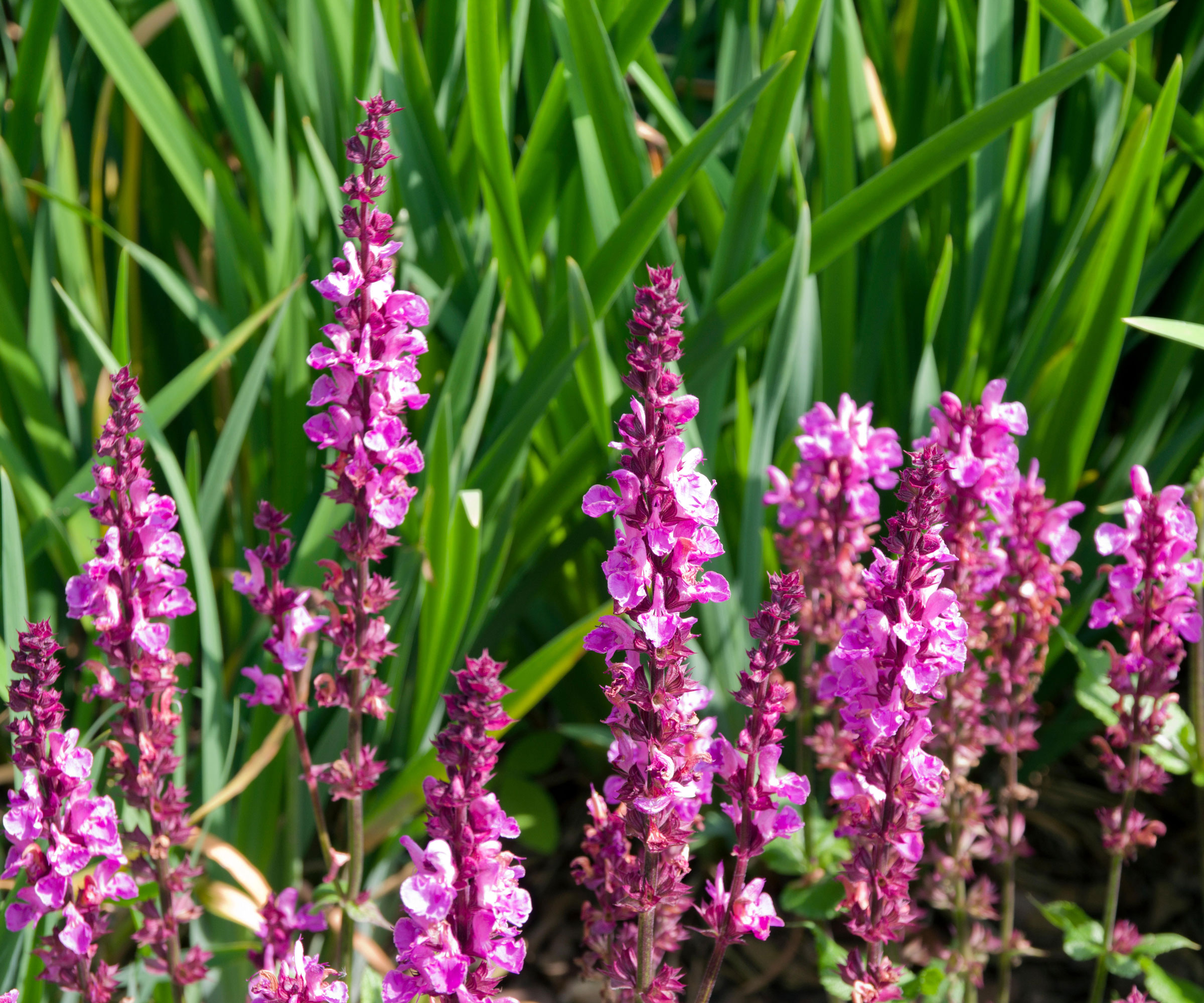 pink flowers of Salvia 'Rose Marvel'