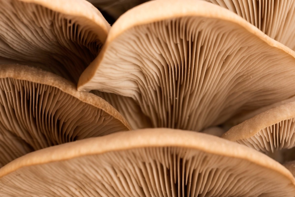 Edible Mushroom Research Revealed New Flavors